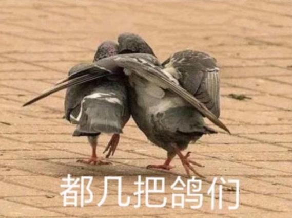 鸽子图片 表情包