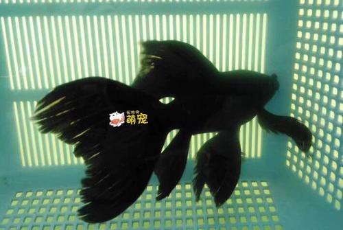 黑彗星和黑蝴蝶鲤区别