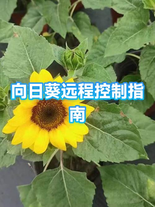 向日葵的识别码会变吗截图2