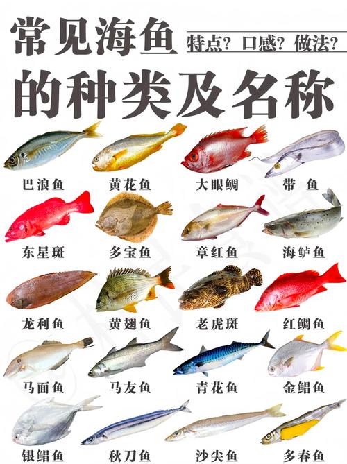 海鱼种类名称图片大全