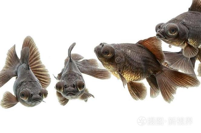 荒野行动里面的金鱼叫什么
