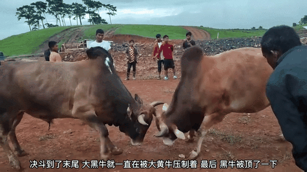 牛去角截图2