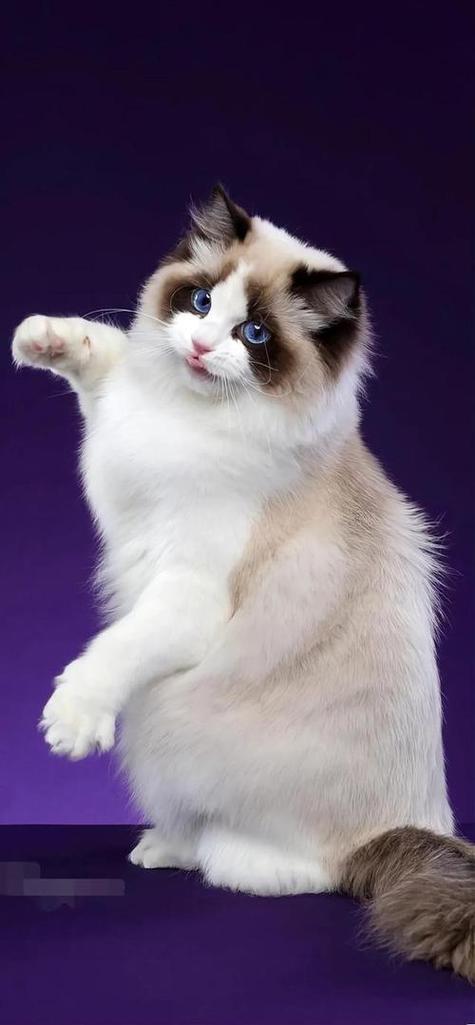 埃及猫和阿比西尼亚猫有什么区别