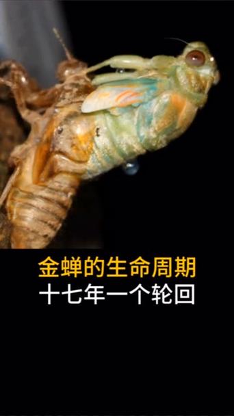 知了猴的蜕变过程