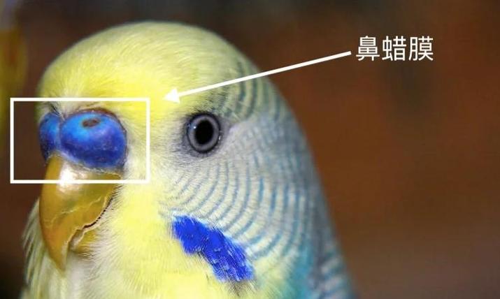 黄化虎皮公母对照图