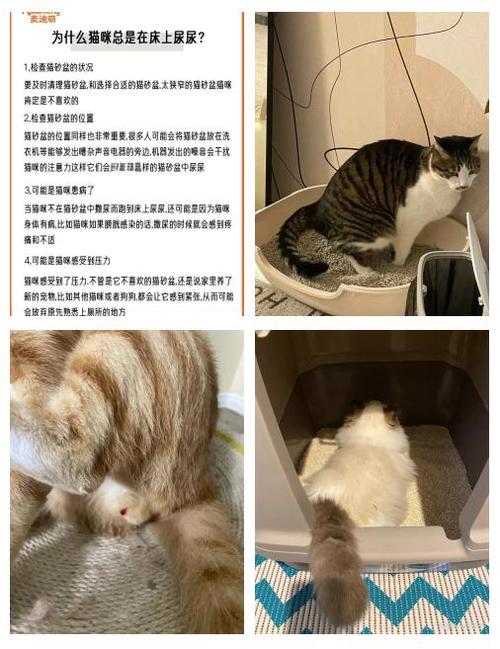 猫不在猫砂盆里尿是什么原因