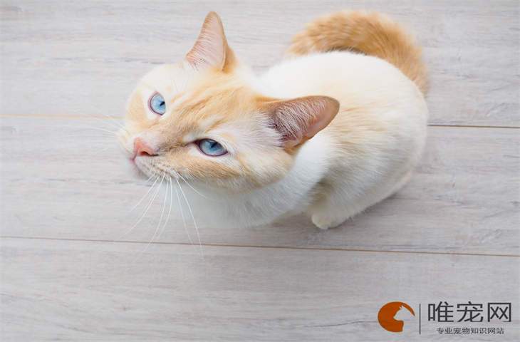 小户型猫砂盆放在哪里