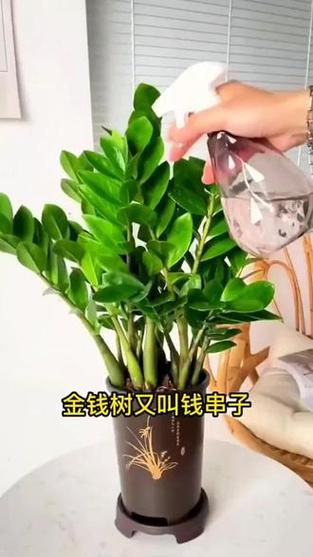 有钱花靠谱吗
