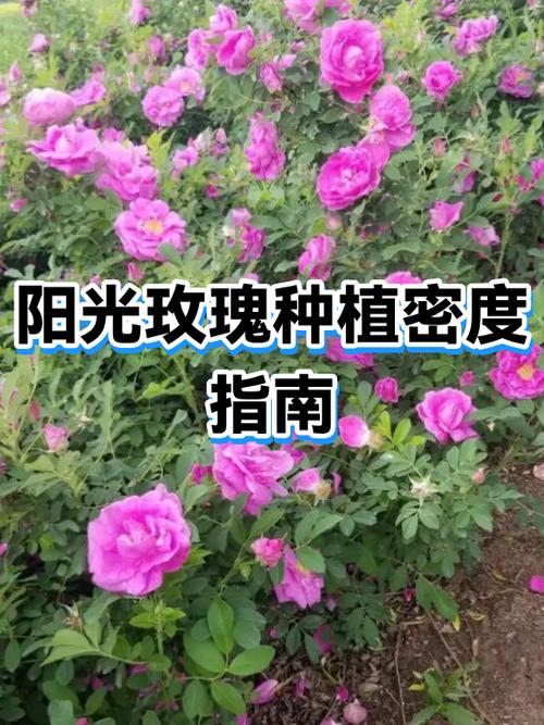 阳光玫瑰正确栽法