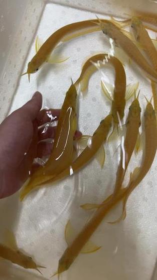 黄化银龙和白化银龙区别