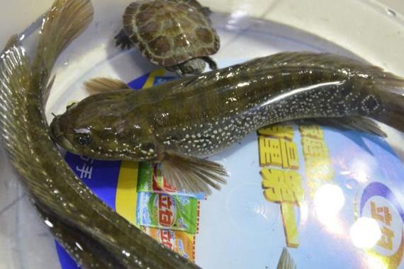 烟雨江湖七星鳢鱼一共要多少