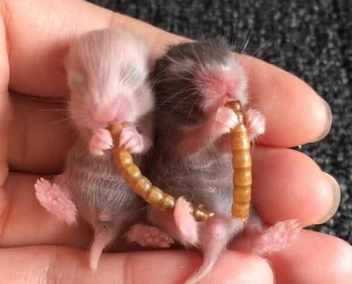 刚出生的仓鼠宝宝
