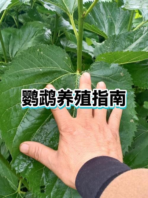 牡丹鹦鹉能一公配二母吗