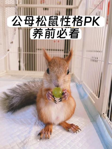 一公一母松鼠养一起会繁殖吗