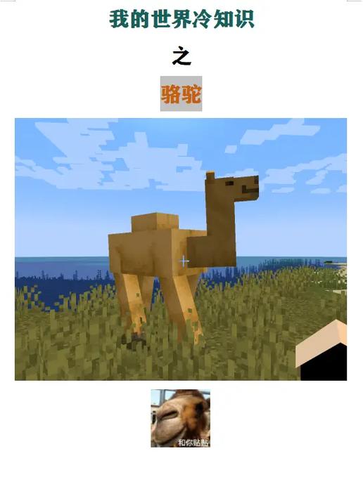 我的世界骆驼可以放箱子吗