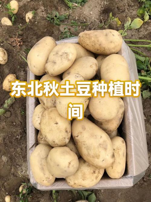 秋土豆的种植时间