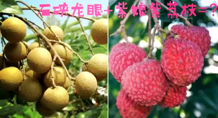荔枝的昵称