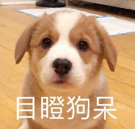 狗子目瞪口呆表情包