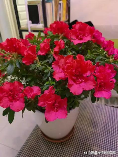 搬新家送杜鹃花好不好
