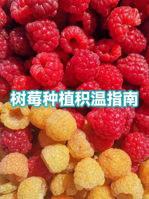 树莓需要打顶吗