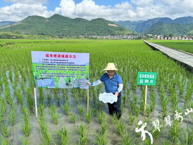 稻田灭螺药最厉害三个药