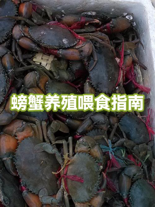 螃蟹几天喂一次最合适