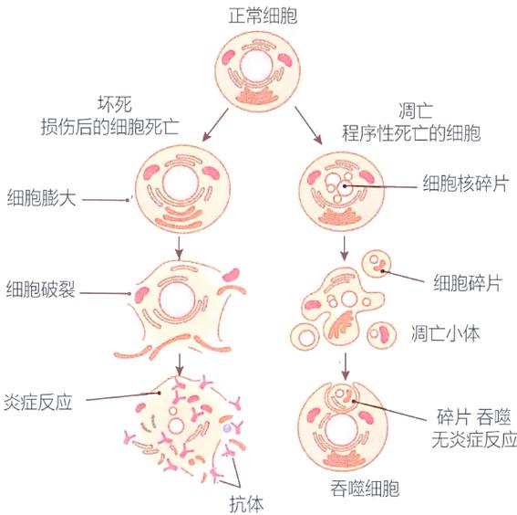 细胞凋亡和细胞坏死的区别