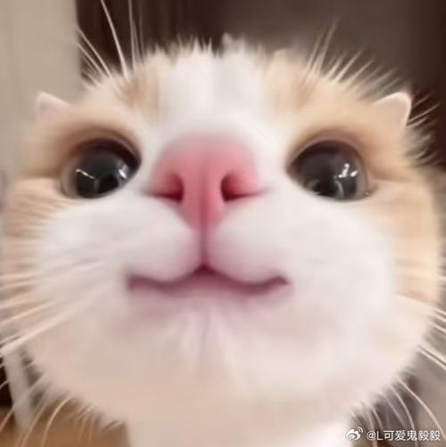 猫头像可爱