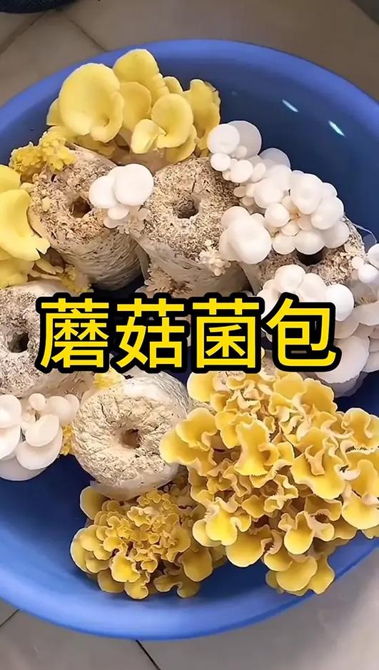 在家种蘑菇怎么样种最简单截图1