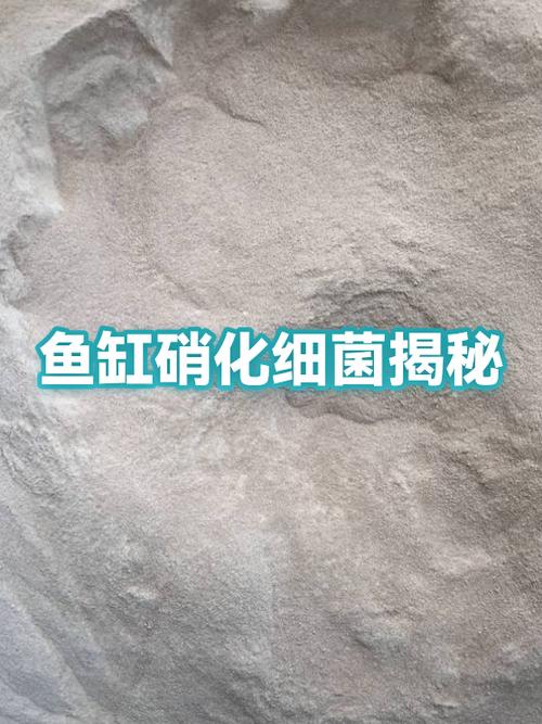 鱼缸养什么吃鱼的排泄物最好