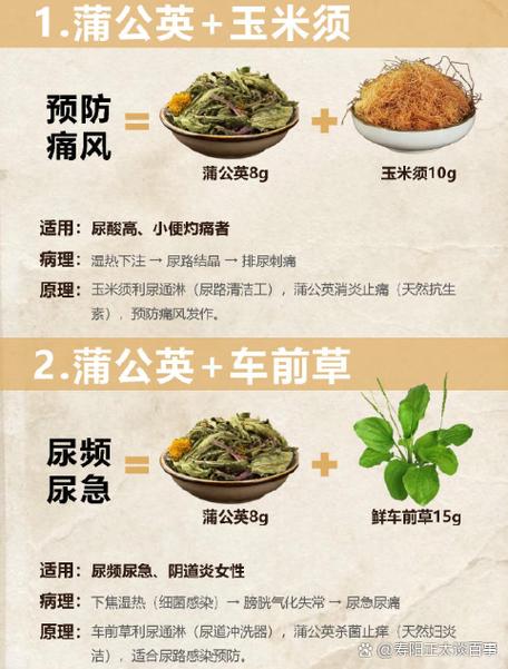 蒲公英最佳搭配散结节 蒲公英最佳搭配散结节