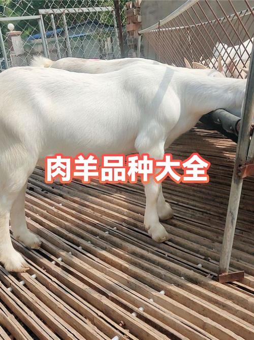 羊肉的品种有哪些