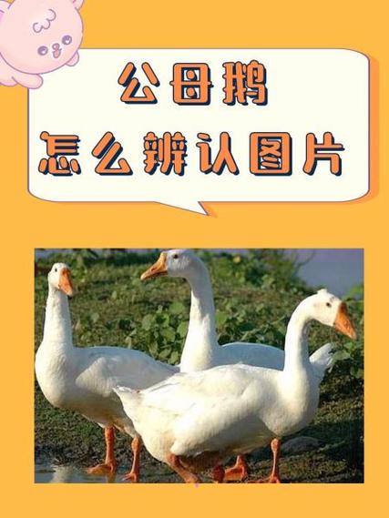 小鹅通已付费音频下载