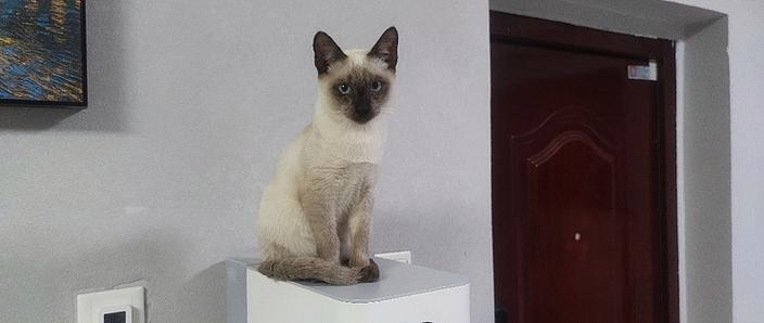 矿工猫是暹罗猫吗