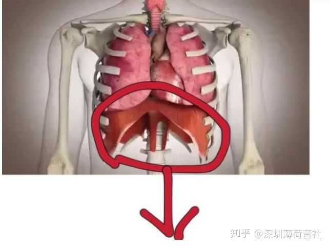 唱歌是横膈膜用力还是腹部用力?截图3