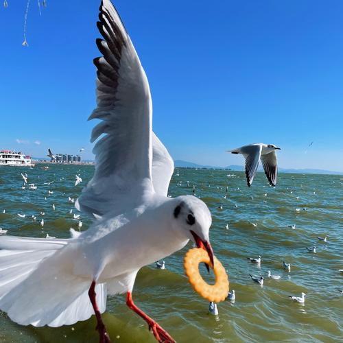 海鸥指的是什么人