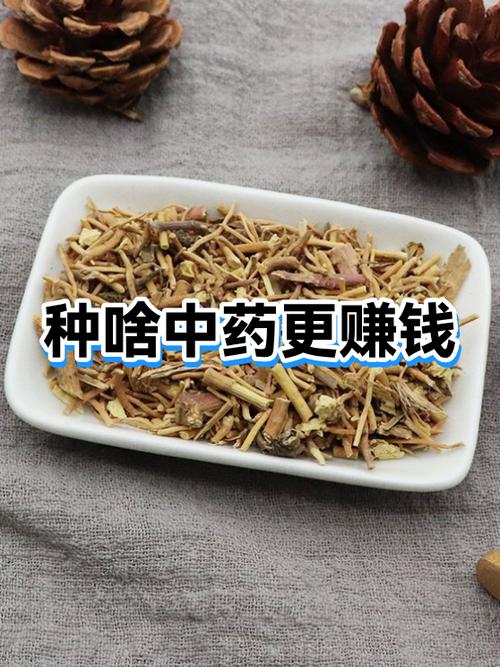 种什么药材最挣钱