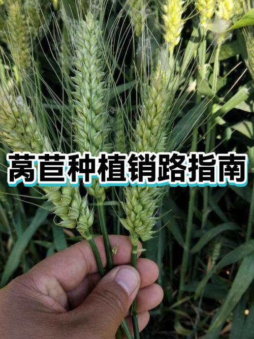 有机蔬菜如何打开销路