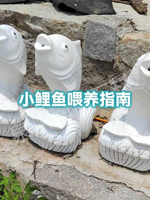 怎样正确的喂养鱼儿