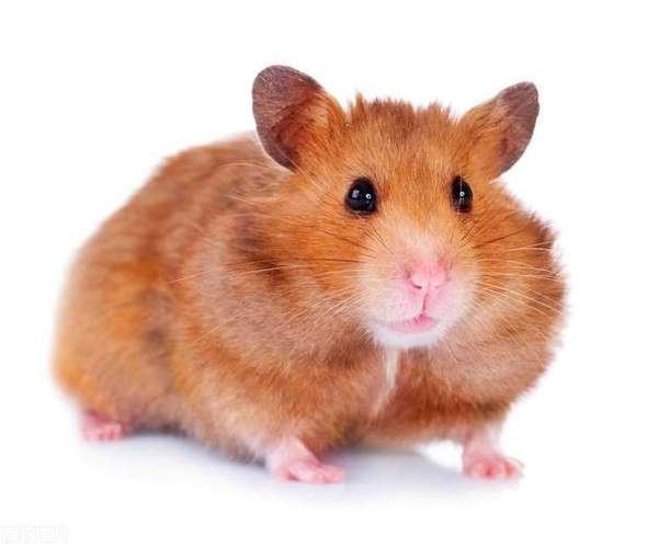 被仓鼠咬了过了24小时没事还用不用打