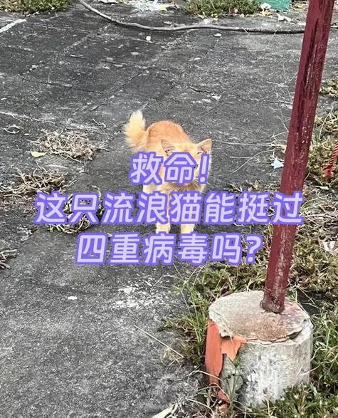 猫瘟小猫一般几天能扛过来
