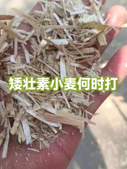 小麦打矮壮素最佳时间