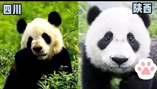 中国大熊猫有多少只