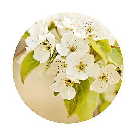 梨花素颜的意思是什么