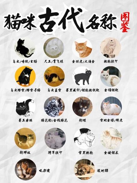 小橘猫叫什么名字