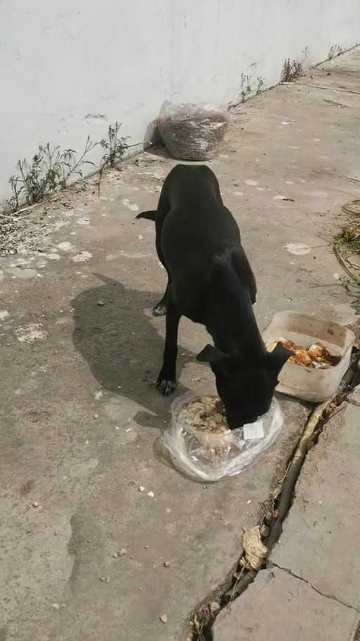 狗狗低着尾巴摇