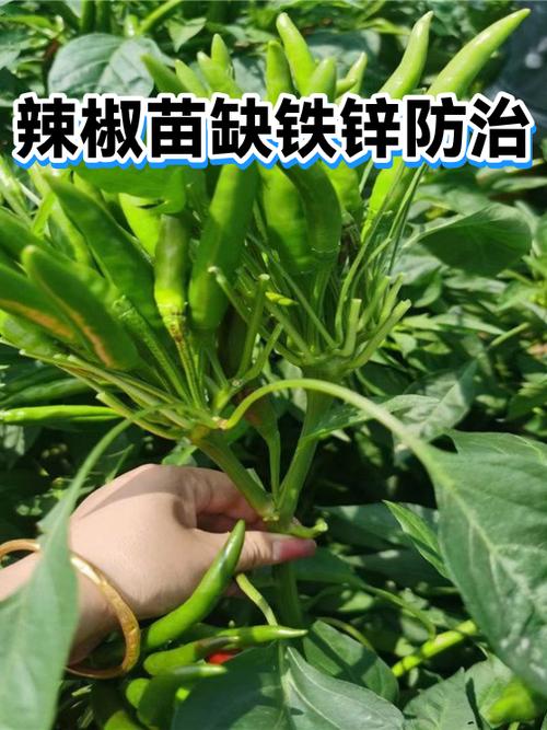 辣椒苗哪里有卖