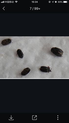床上像蚂蚁一样的黑色虫子