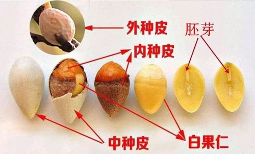 怎样处理白果的毒性