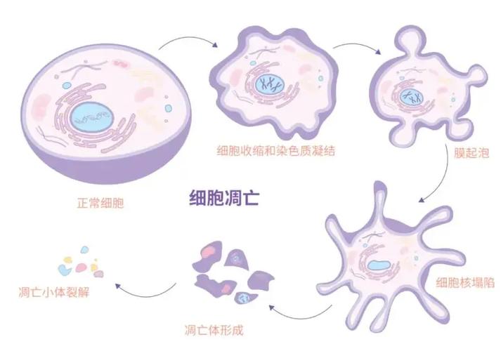 细胞死亡去哪里了